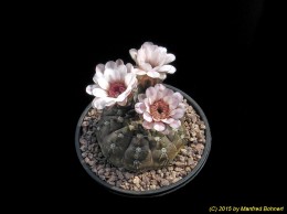 Gymnocalycium glaucum 439